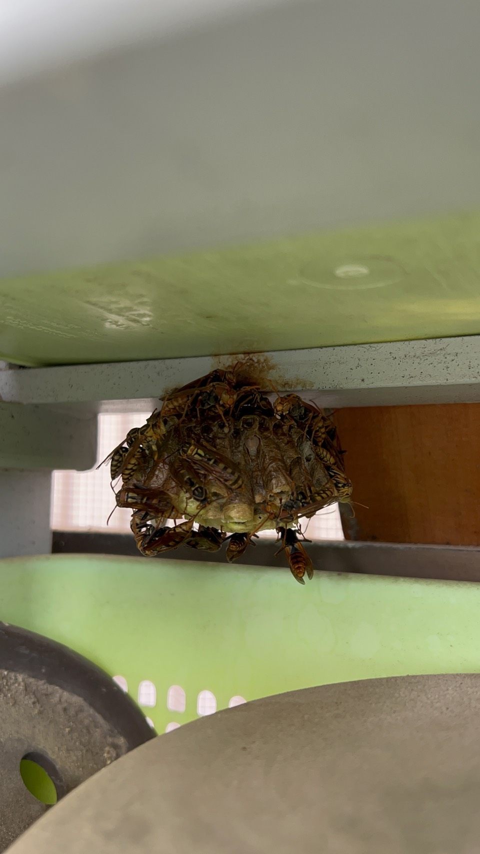 蜂の巣駆除の様子
