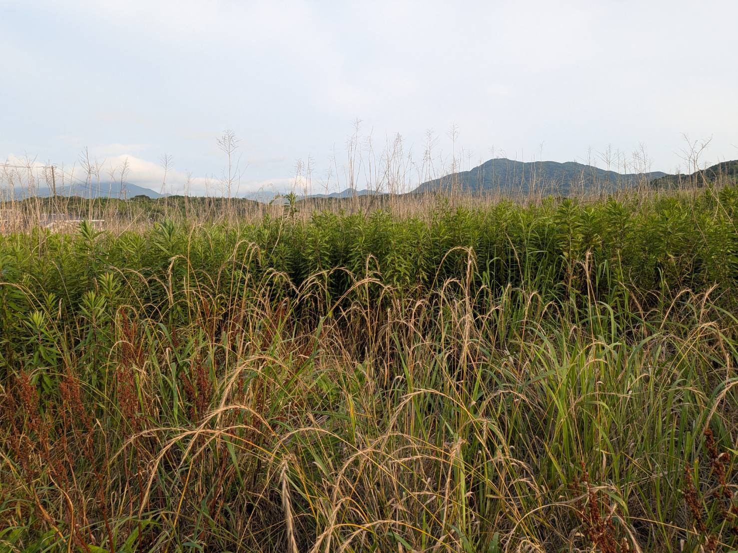 草刈り前：大人の背丈ほどまで草が伸び放題の土地