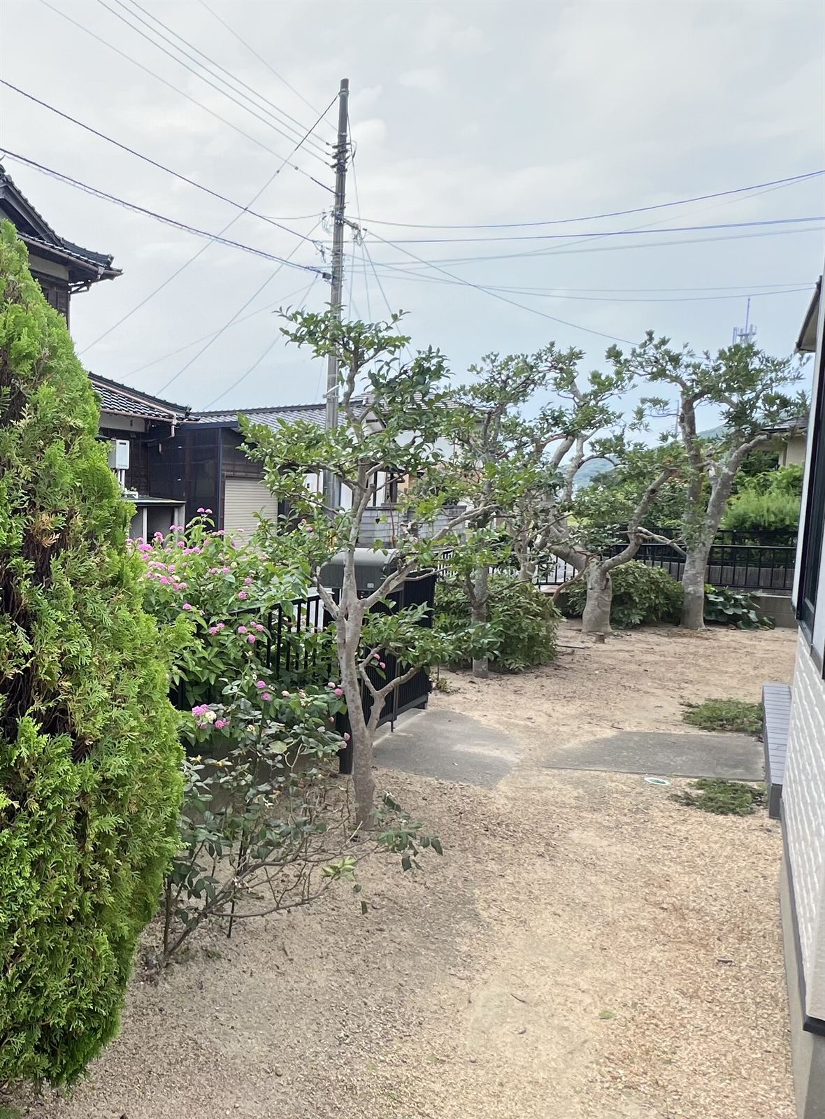 剪定後：枝葉が整理され、明るく風通しの良くなったお庭